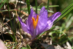 Crocus corsicus