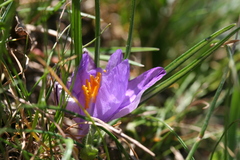 Crocus corsicus
