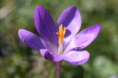 Crocus corsicus