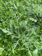 Ceratopteris pteridoides