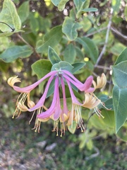 Lonicera periclymenum