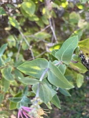 Lonicera periclymenum