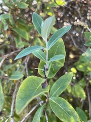 Lonicera periclymenum