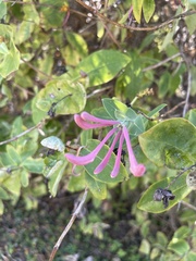 Lonicera periclymenum