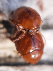 Sphaeroderma testaceum