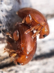 Sphaeroderma testaceum