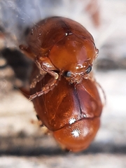 Sphaeroderma testaceum