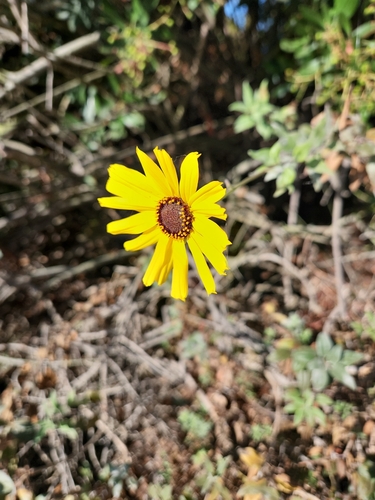 iNaturalist observation photo of California brittlebush
