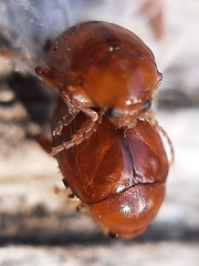 Sphaeroderma testaceum