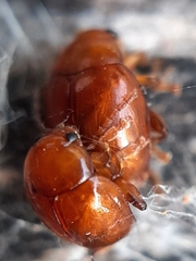 Sphaeroderma testaceum