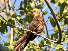 Quiscalus mexicanus