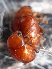 Sphaeroderma testaceum