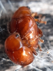 Sphaeroderma testaceum