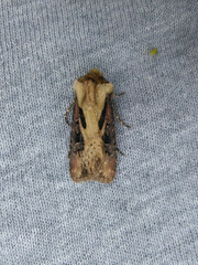 Agrotis vancouverensis