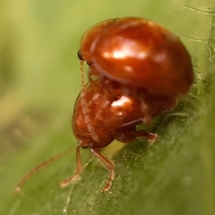 Sphaeroderma testaceum