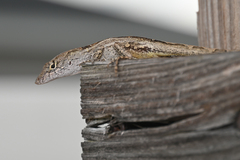 Anolis sagrei