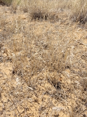 Poa bulbosa vivipara