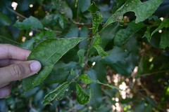 Aceria melicyti