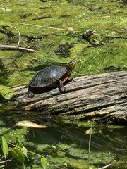 Chrysemys picta bellii