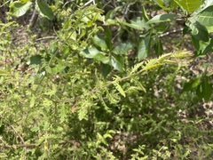 Aureolaria pectinata