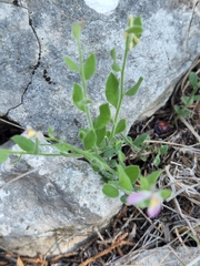 Rhinotropis lindheimeri