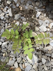 Robinia pseudoacacia