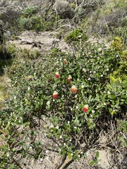 Diplolaena dampieri