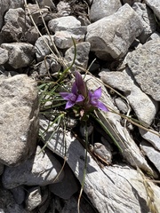 Gentianella germanica