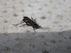 Agenioideus usurarius