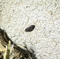 Agrypnus rectangularis