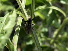 Naupactus leucoloma