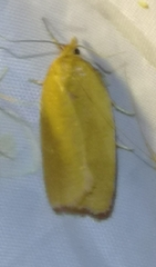 Aphelia viburnana