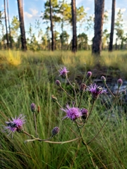 Carphephorus tomentosus