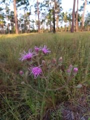 Carphephorus tomentosus