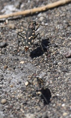 Cicindela haemorrhagica
