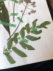 Grewia flavescens