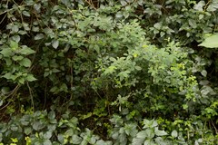 Crotalaria natalensis