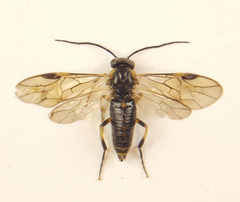 Pristiphora compressa