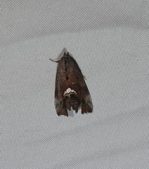 Hypsoropha hormos