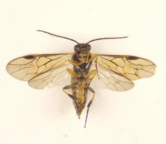 Pristiphora compressa