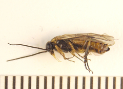 Pristiphora compressa