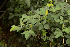 Crotalaria natalensis