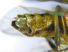 Pristiphora compressa
