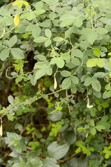 Crotalaria natalensis