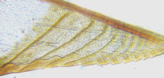 Pristiphora compressa