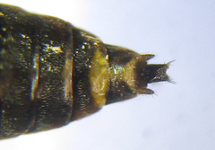 Pristiphora compressa