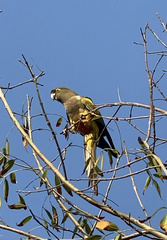 Cyanoliseus patagonus