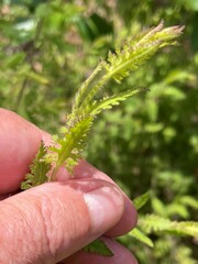 Aureolaria pectinata