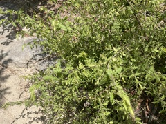 Aureolaria pectinata