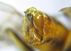 Pristiphora compressa